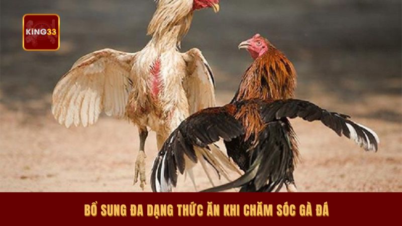 Bổ sung đa dạng thức ăn khi chăm sóc gà đá