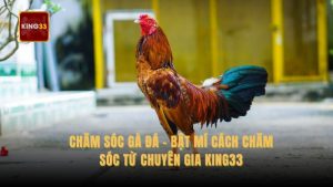 chăm sóc gà đá