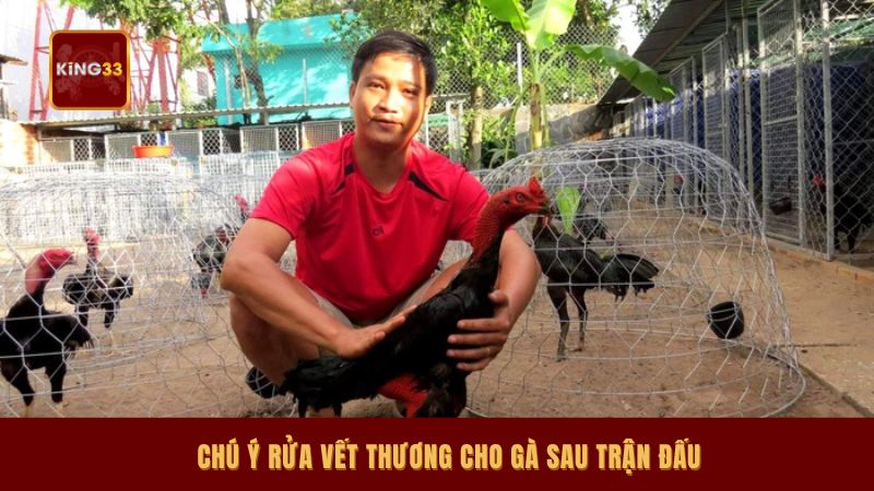 Chú ý rửa vết thương cho gà sau trận đấu