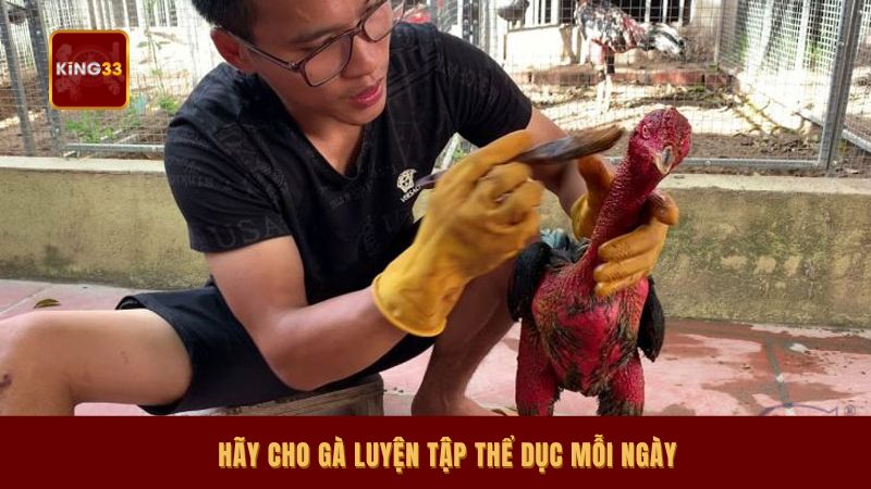 Hãy cho gà luyện tập thể dục mỗi ngày