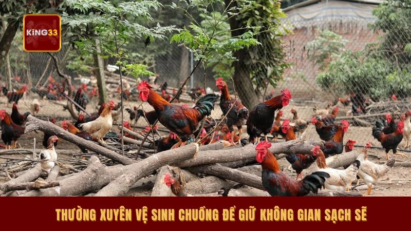 Thường xuyên vệ sinh chuồng để giữ không gian sạch sẽ