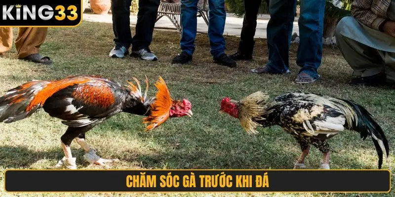 chăm sóc gà trước khi đá