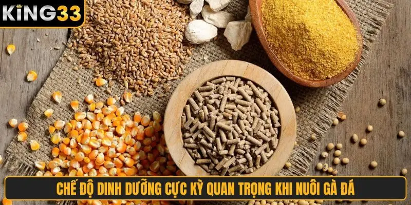 Chế độ dinh dưỡng cực kỳ quan trọng khi nuôi gà đá