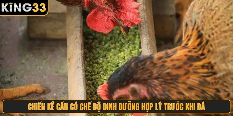Chiến kê cần có chế độ dinh dưỡng hợp lý trước khi đá