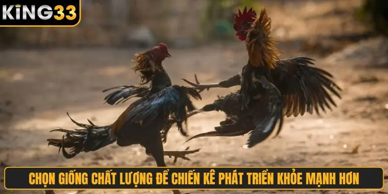 Chọn giống chất lượng để chiến kê phát triển khỏe mạnh hơn