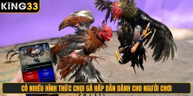 Có nhiều hình thức chọi gà hấp dẫn dành cho người chơi