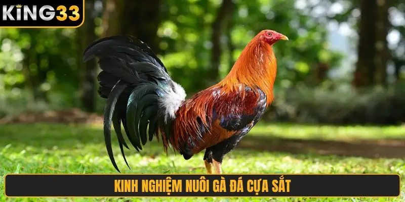 kinh nghiệm nuôi gà đá cựa sắt