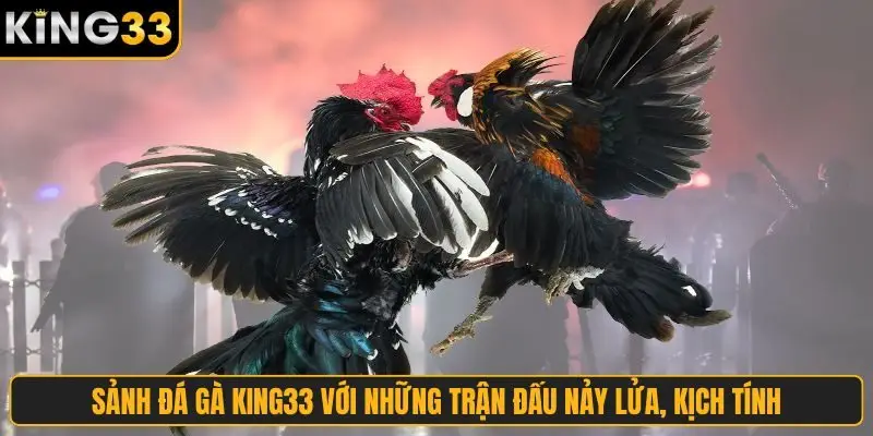 Sảnh đá gà King33 với những trận đấu nảy lửa, kịch tính