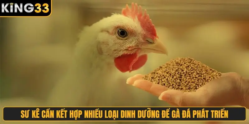 Sư kê cần kết hợp nhiều loại dinh dưỡng để gà đá phát triển