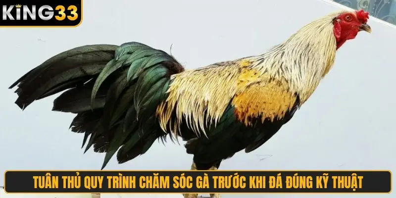 Tuân thủ quy trình chăm sóc gà trước khi đá đúng kỹ thuật